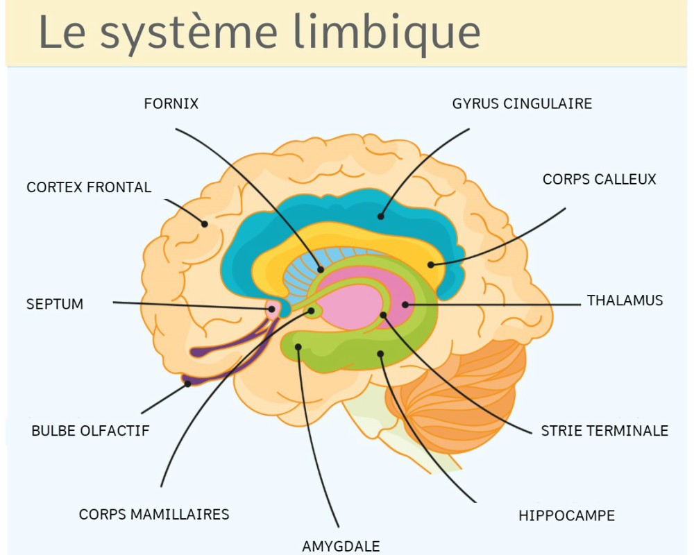 système limbique